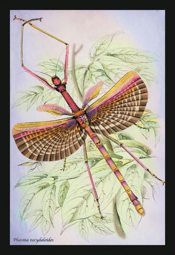 Insect: Phasma Necydaloides 12x18 Giclee on canvas