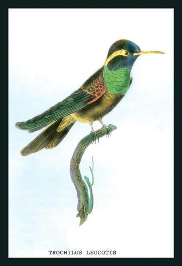 Hummingbird: Trochilus Leucotis 12x18 Giclee on canvas