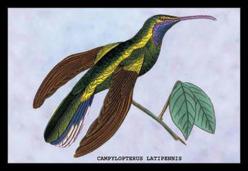 Hummingbird: Campylopterus Latipennis 12x18 Giclee on canvas