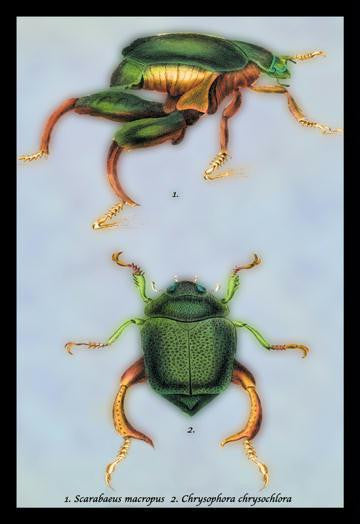 Beetles: Scarabaeus Macropus and Chrysophora Chrysochlora #1 12x18 Giclee on canvas