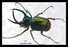 Beetle: Scarabaeus Atlas of Java #1 12x18 Giclee on canvas