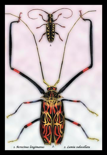 Beetles: Acrocinus Longimanus and Lamia Subocellata #1 12x18 Giclee on canvas