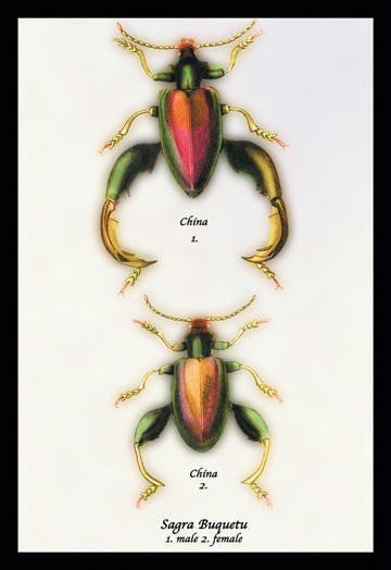 Beetle: Chinese Sagra Buquetu #1 12x18 Giclee on canvas