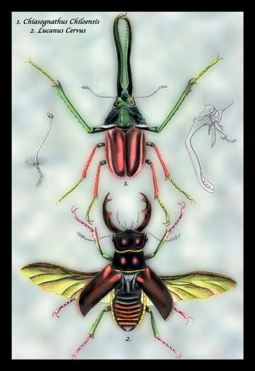 Beetles: Chiasognathus Chiloensis and Lucanus Cervus #1 12x18 Giclee on canvas