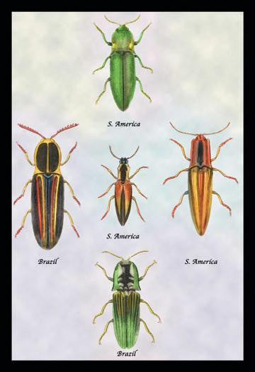 South American Beetles #1 12x18 Giclee on canvas