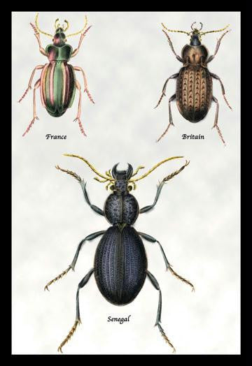 Beetles of Senegal  Britain and France #1 12x18 Giclee on canvas