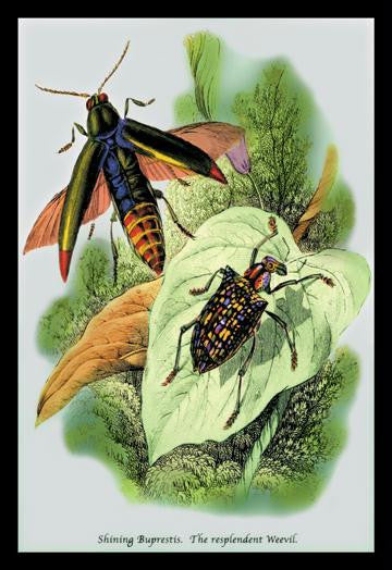 The Shining Buprestis and the Resplendent Weevil 12x18 Giclee on canvas