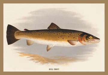 Bull Trout 12x18 Giclee on canvas