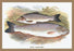 Black-Finned Trout 12x18 Giclee on canvas