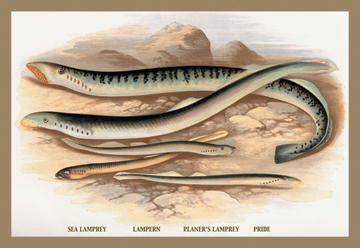 Sea Lamprey  Lampern  Planer&#39;s Lamprey and Pride 12x18 Giclee on canvas