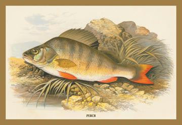 Perch 12x18 Giclee on canvas