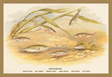 Sticklebacks 12x18 Giclee on canvas