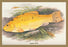 Golden Tench 12x18 Giclee on canvas