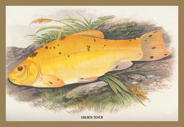 Golden Tench 12x18 Giclee on canvas