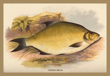 Common Bream 12x18 Giclee on canvas