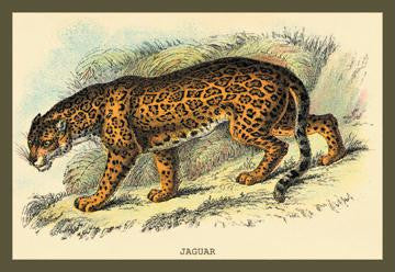 Jaguar 12x18 Giclee on canvas