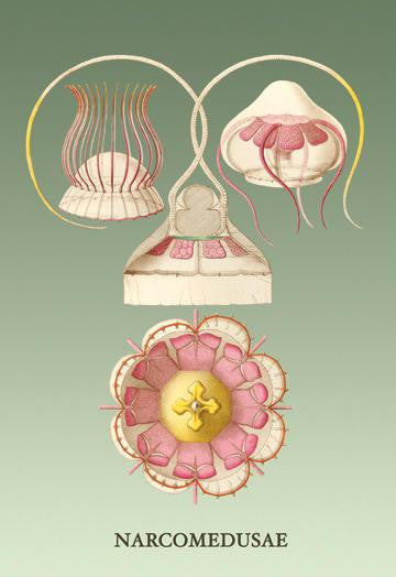 Jellyfish: Narcomedusae 12x18 Giclee on canvas