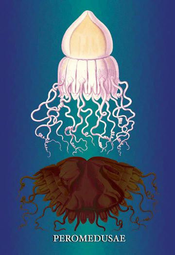 Jellyfish: Peromedusae 12x18 Giclee on canvas