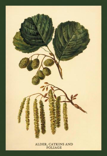 Alder  Catkins and Foliage 12x18 Giclee on canvas