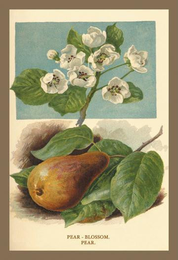 The Pear-Blossom. Pear. 12x18 Giclee on canvas