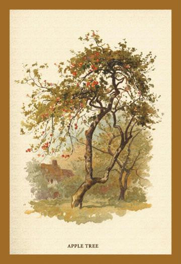 Apple Tree 12x18 Giclee on canvas