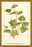 Leaves of The Lombardy Poplar 12x18 Giclee on canvas