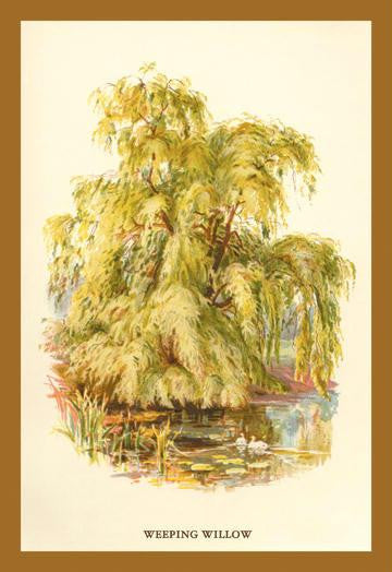 The Weeping Willow 12x18 Giclee on canvas