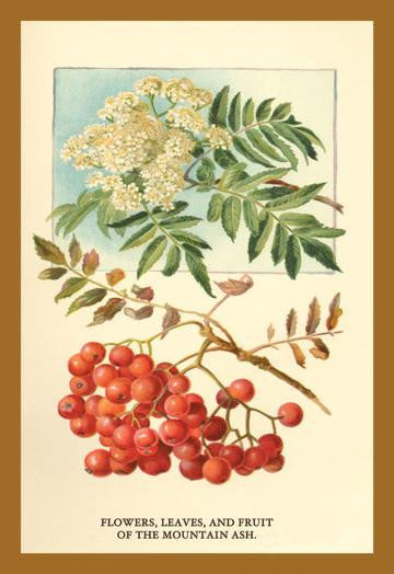 Flowers  Leaves  and Fruit Of The Mountian Ash. 12x18 Giclee on canvas