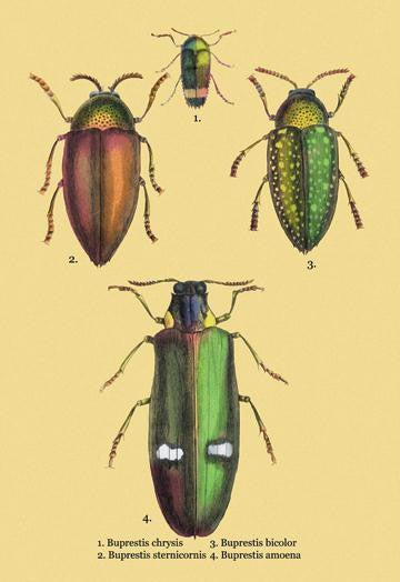 Beetles: Buprestis Chrysis B. Sternicornis  et al. #2 12x18 Giclee on canvas