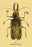 Beetle: Brazilian Prionus Cervicornis #2 12x18 Giclee on canvas