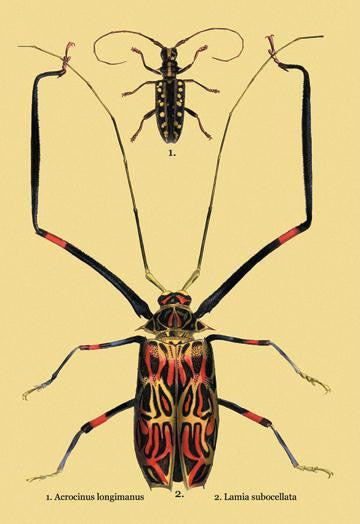 Beetles: Acrocinus Longimanus and Lamia Subocellata #2 12x18 Giclee on canvas