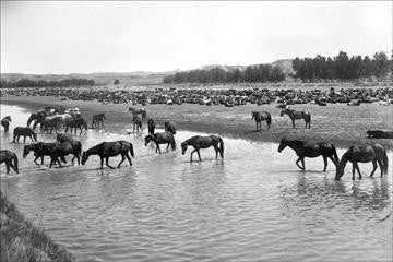 Horses crossing the river at Round-up Camp 12x18 Giclee on canvas