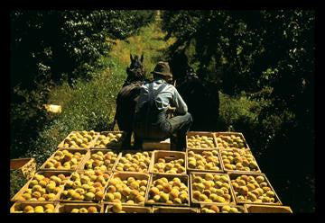 Hauling Crates of Peaches 12x18 Giclee on canvas