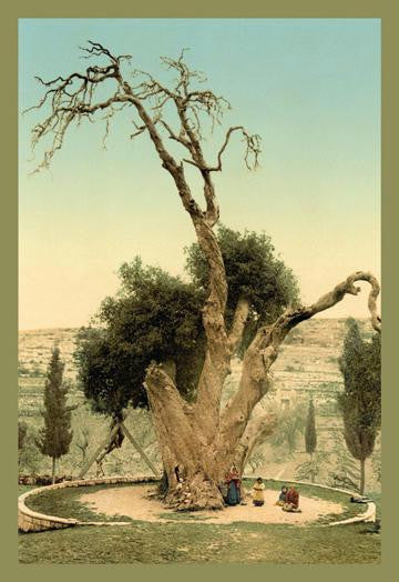 Abraham&#39;s Tree Mamreh on the West Bank 12x18 Giclee on canvas