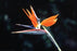 Bird of Paradise 12x18 Giclee on canvas