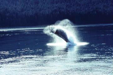 Humpback whale breaching 12x18 Giclee on canvas