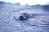 Bearded Seal 12x18 Giclee on canvas