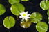 Water Lily 12x18 Giclee on canvas