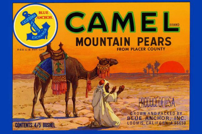 Camel Mountain Pears 12x18 Giclee on canvas