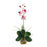 Pink White Mini Phalaenopsis Liquid Illusion Silk Orchid Arrangement