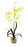 Yellow Oncidium Liquid Illusion Silk Orchid Arrangement