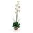 Cream Single Phalaenopsis Liquid Illusion Silk Flower Arrangement