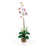 White Single Phalaenopsis Liquid Illusion Silk Flower Arrangement