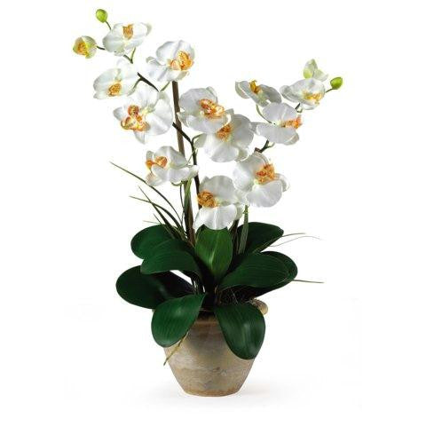 Cream Double Stem Phalaenopsis Silk Orchid Arrangement