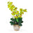 Green Double Stem Phalaenopsis Silk Orchid Arrangement