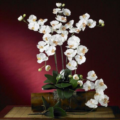 Cream Phalaenopsis Silk Orchid Flower w-Leaves (6 Stems)