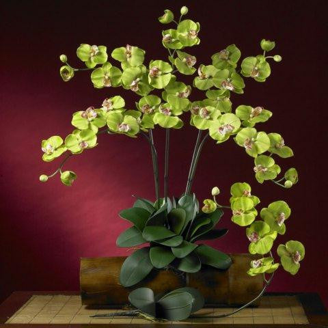 Gren Phalaenopsis Silk Orchid Flower w-Leaves (6 Stems)