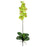 Green Phalaenopsis Stem (Set of 12)