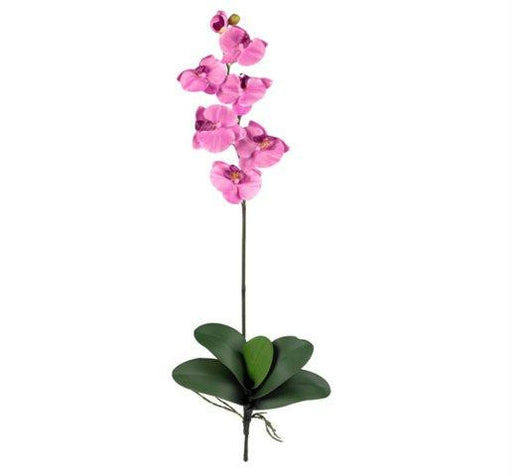 Mauve Phalaenopsis Stem (Set of 12)