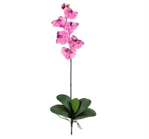 Mauve Phalaenopsis Stem (Set of 12)